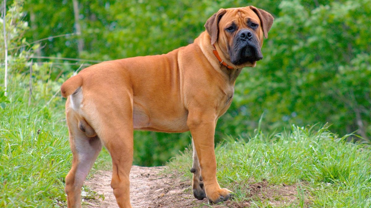 perros razas Africa Boerboel