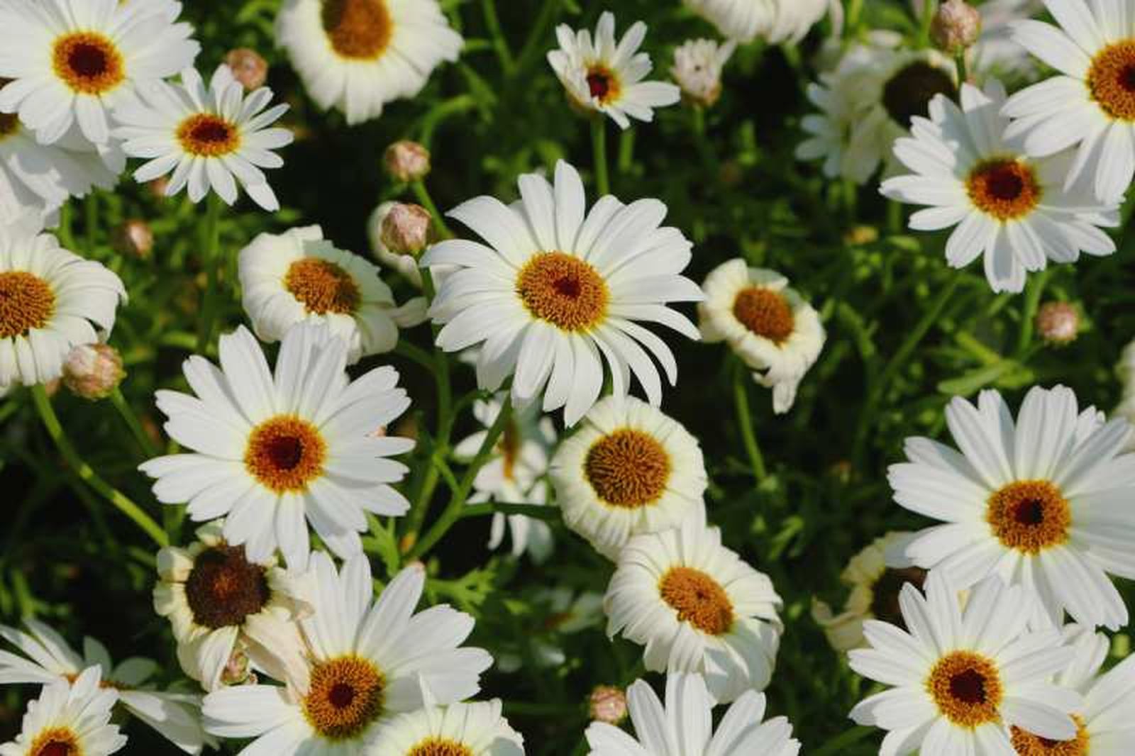 Leucanthemum maximum