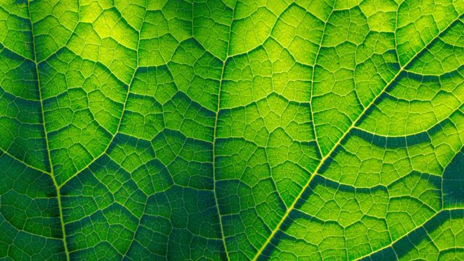 planta verde al sol planta verde al sol