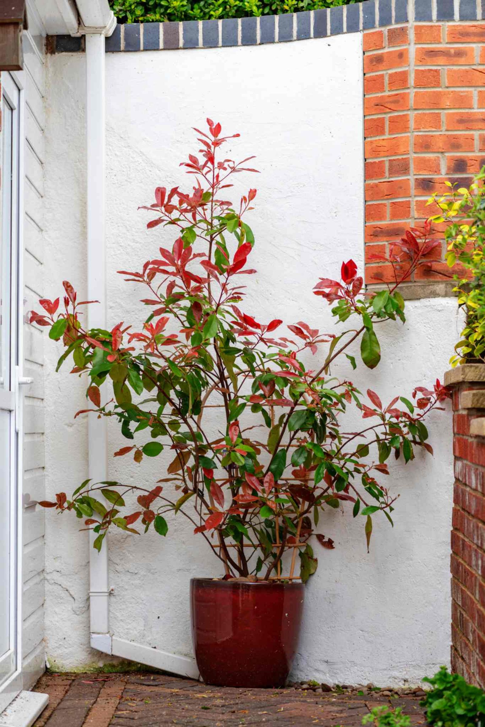 Photinia Red Robin, una planta con un follaje precioso. Photinia Red Robin, una planta con un follaje precioso.