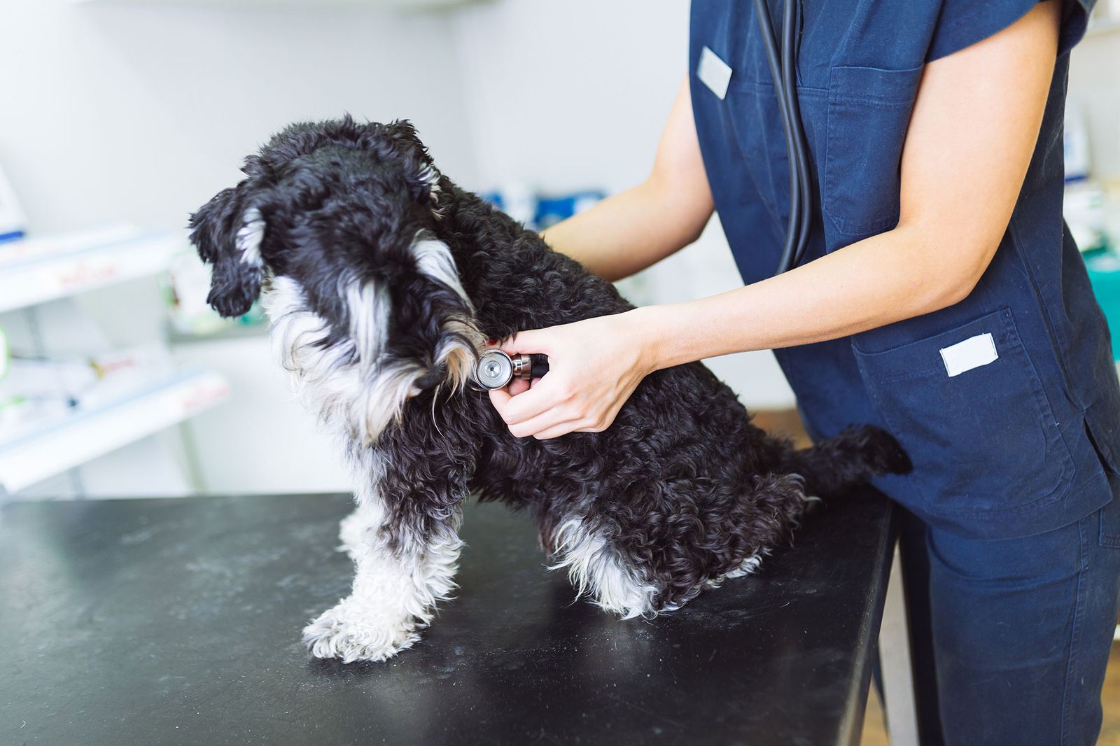perros artrosis canina salud perros artrosis canina salud