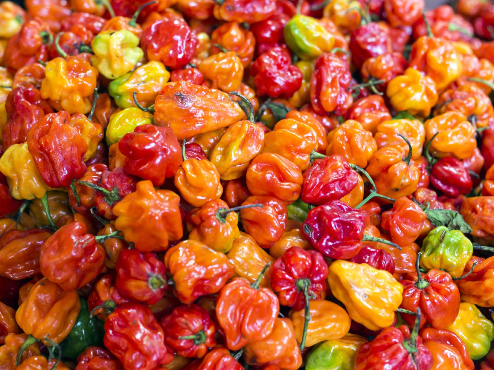 Colorido y potente, el habanero combina un fuego intenso con notas frutales que realzan ceviches, salsas y guisos caribeños.