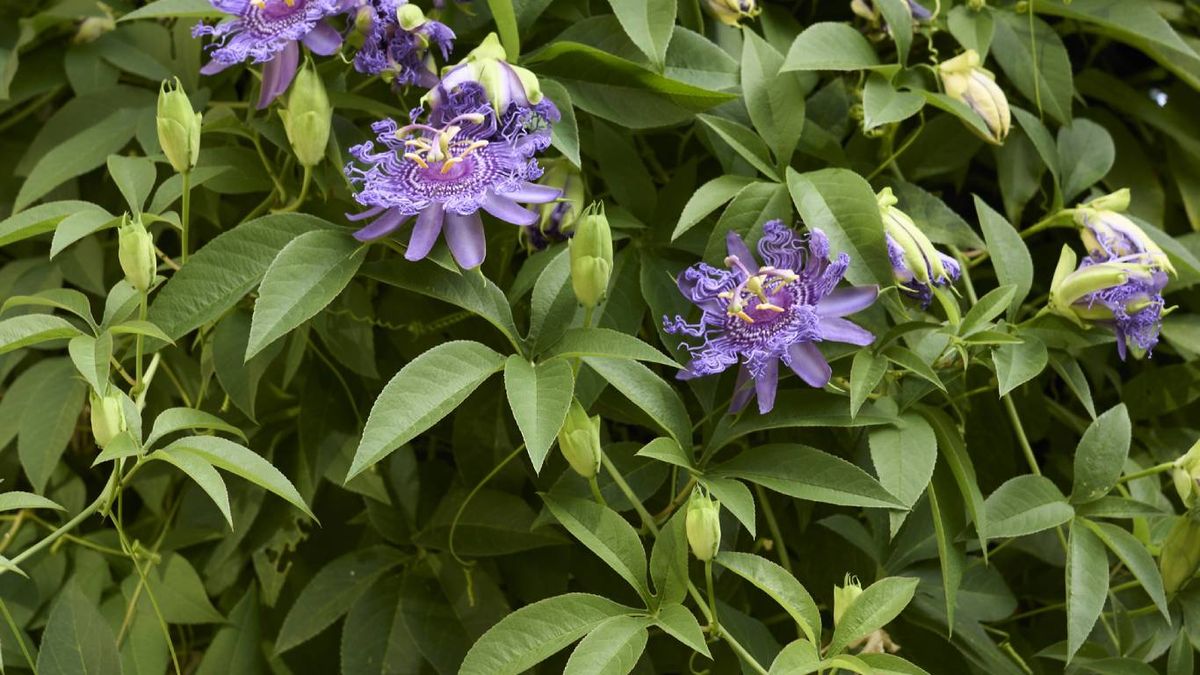 Plantas trepadoras aptas para mascotas: Pasiflora
