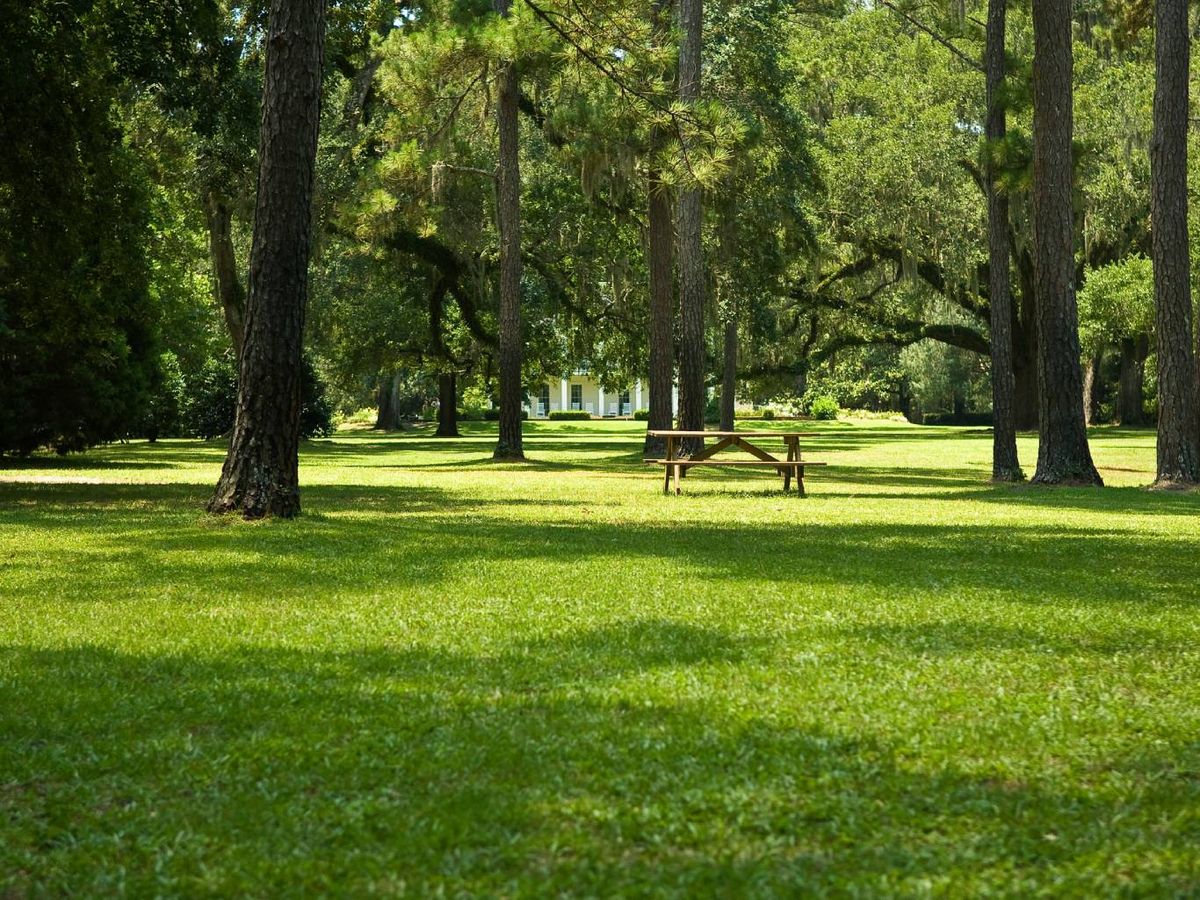 La sombra densa favorece la humedad persistente y la aparición de hongos.