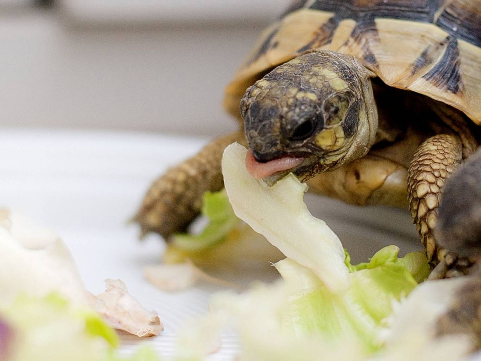Existen dos tipos de comida para nuestras tortugas: Sticks y gammarus. Existen dos tipos de comida para nuestras tortugas: Sticks y gammarus.