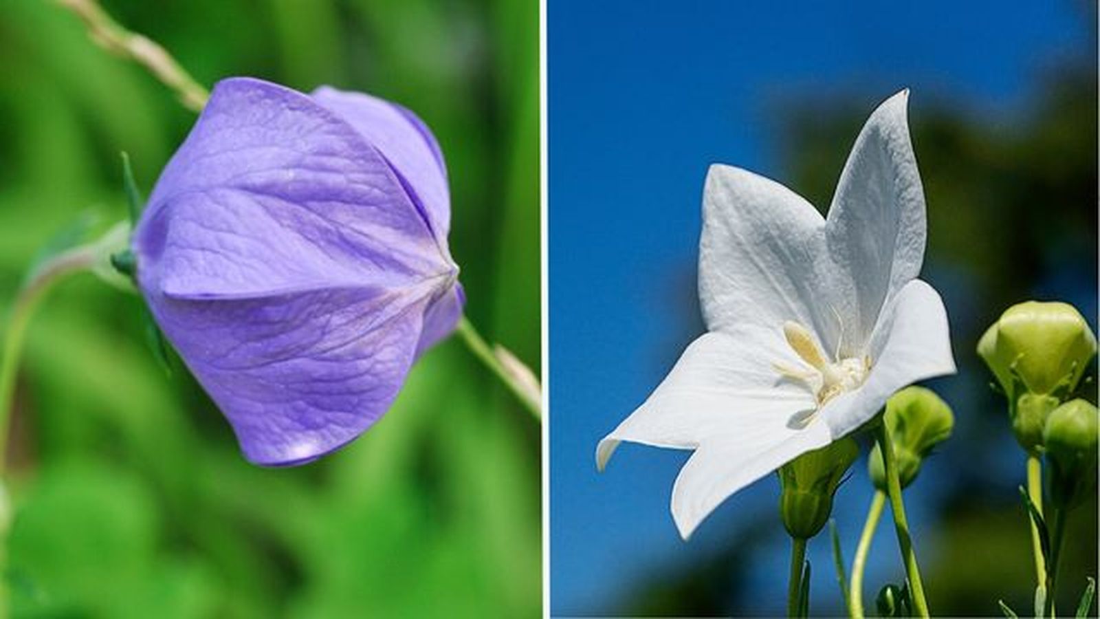 flor de platycodon cerrada y abierta flor de platycodon cerrada y abierta