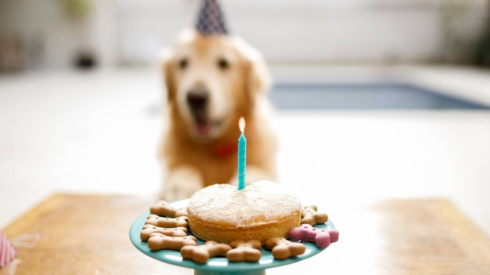 Ideas para celebrar el cumpleaños con tu perro