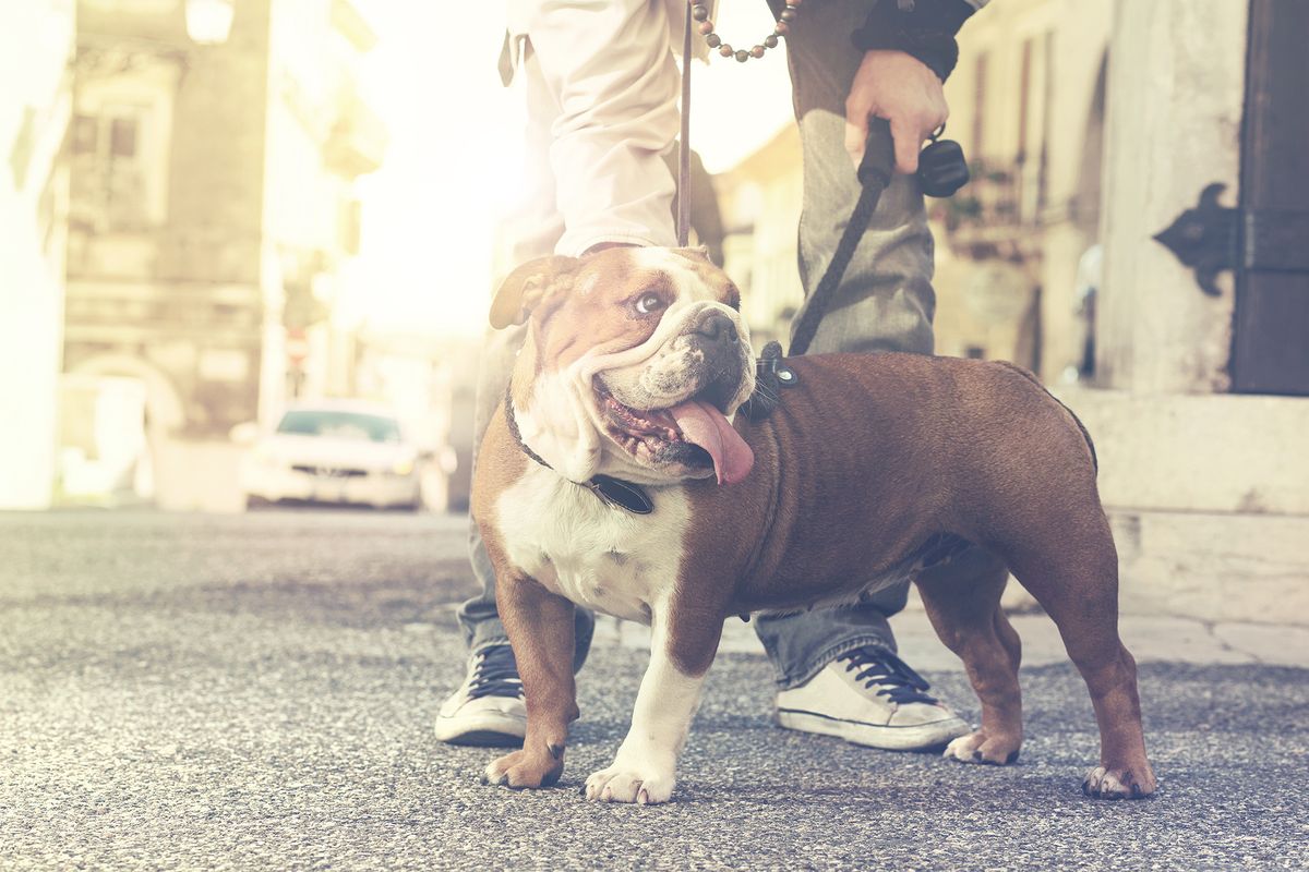 mascotas perros braquicefalicos bulldog