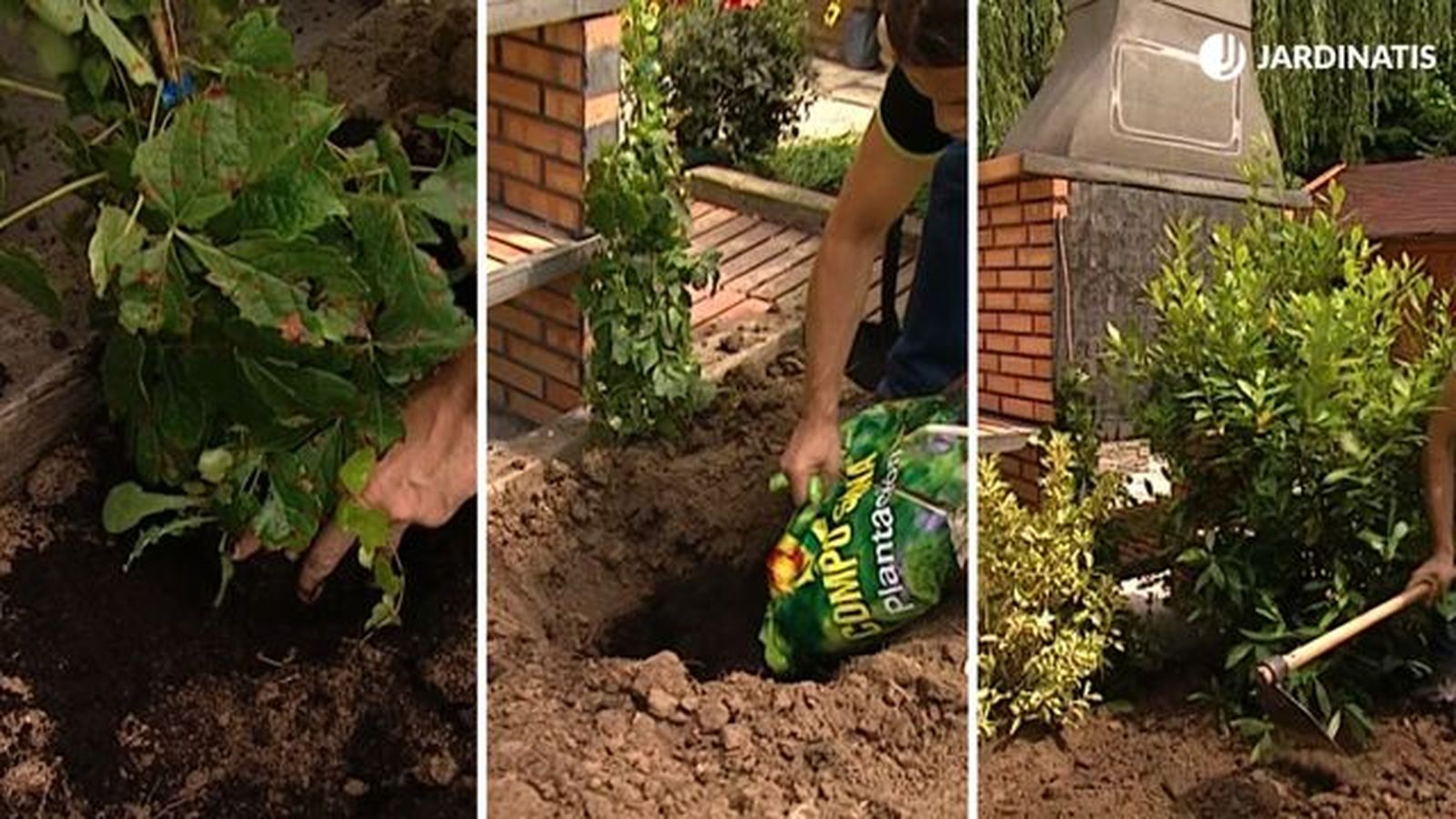 como plantar parra virgen en el jardin brico 734 como plantar parra virgen en el jardin brico 734