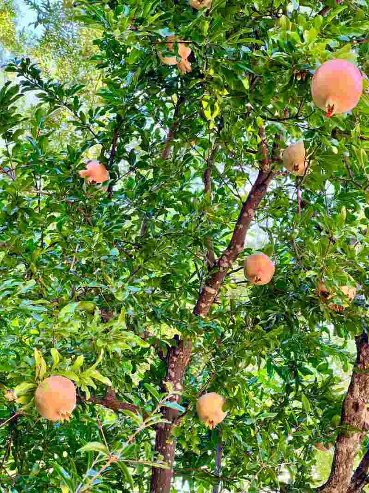 Cuando el granado es viejo,  la poda de rejuvenecimiento ayuda a restaurar su vigor.