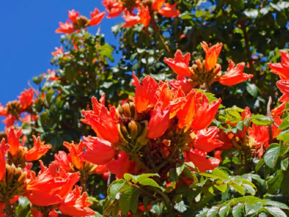 Árbol tulipán en flor