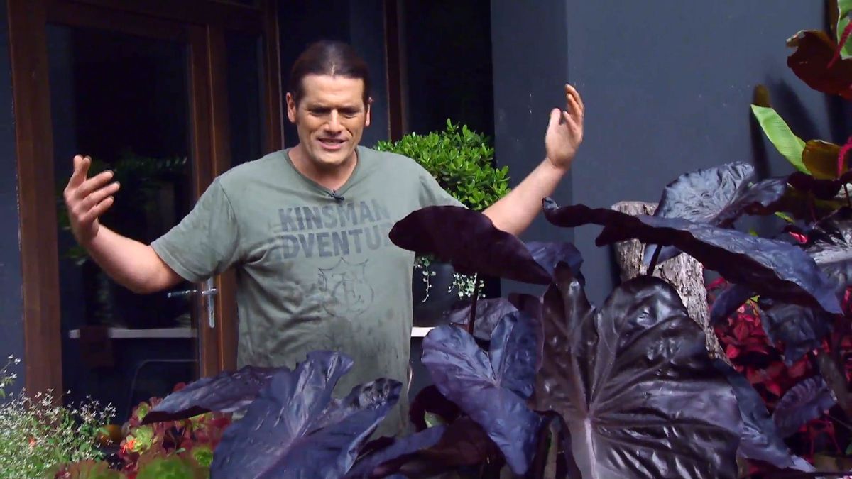 deco 0669 composicion floral rosas negros alegria alocasia alocasia black coral