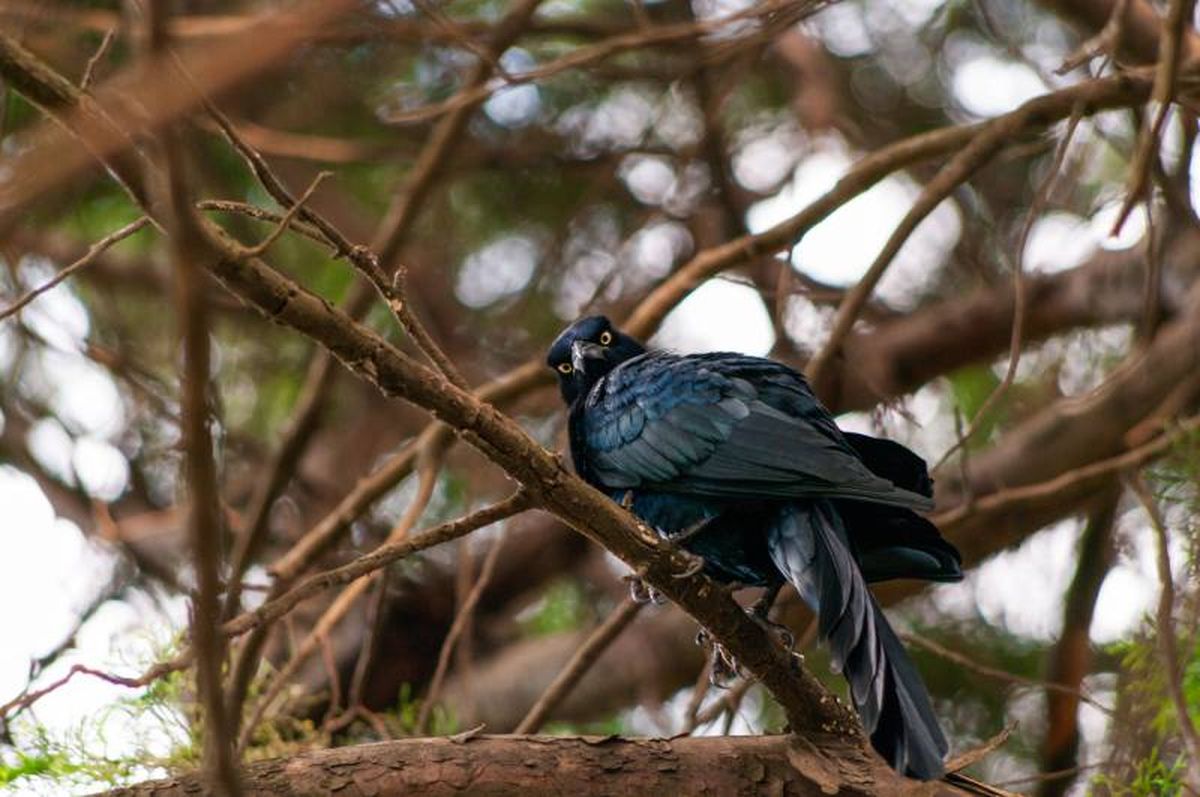Imitan sonidos y cuentan con un repertorio de cantos variado.