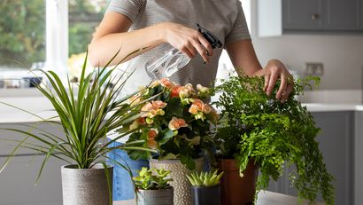 Pulverizar las plantas no es una solución efectiva contra el calor