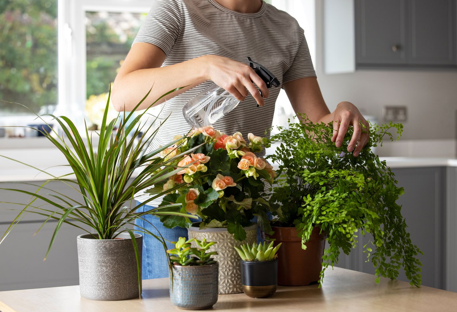 Pulverizar las plantas no es una solución efectiva contra el calor
