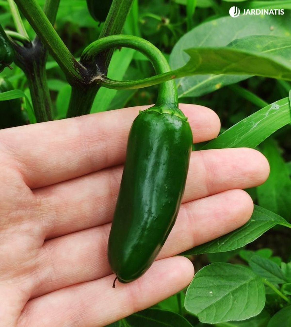 Pimiento verde en la planta