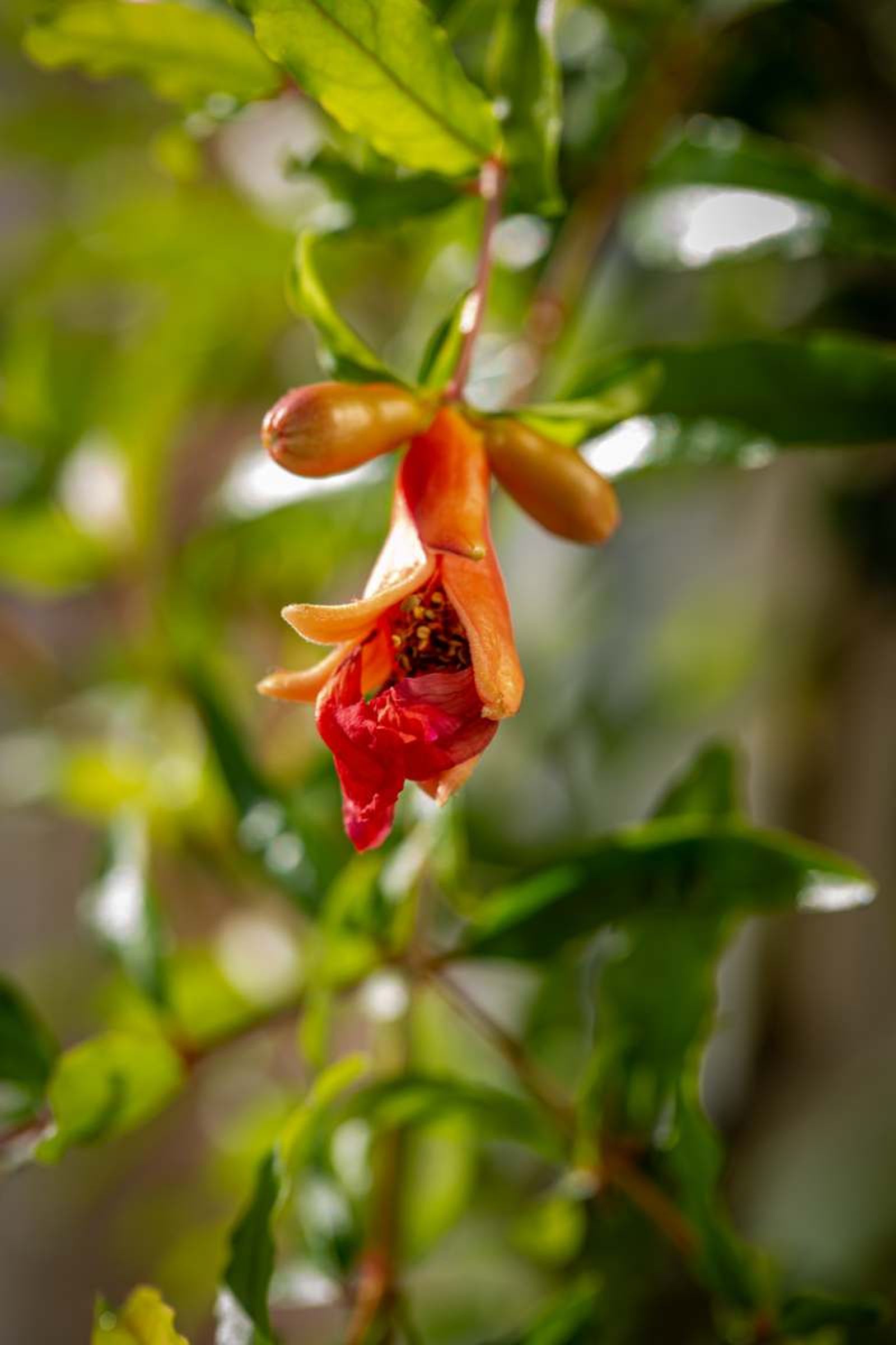 Flor de granada fresca Flor de granada fresca