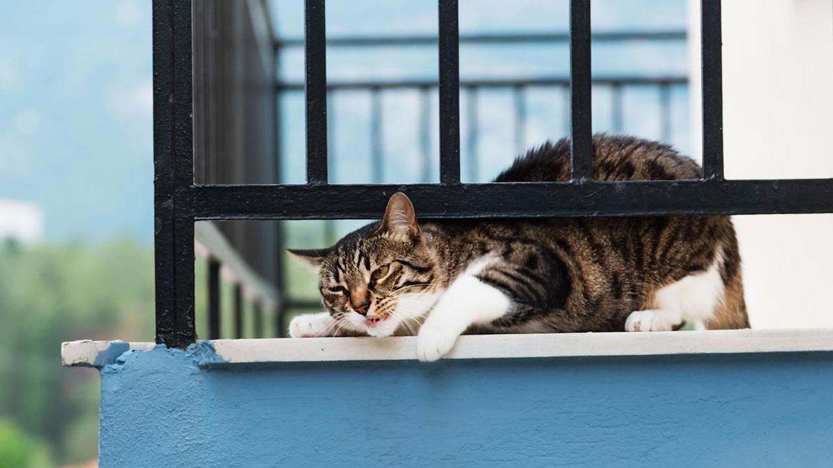 sindrome paracaidas gatos 2