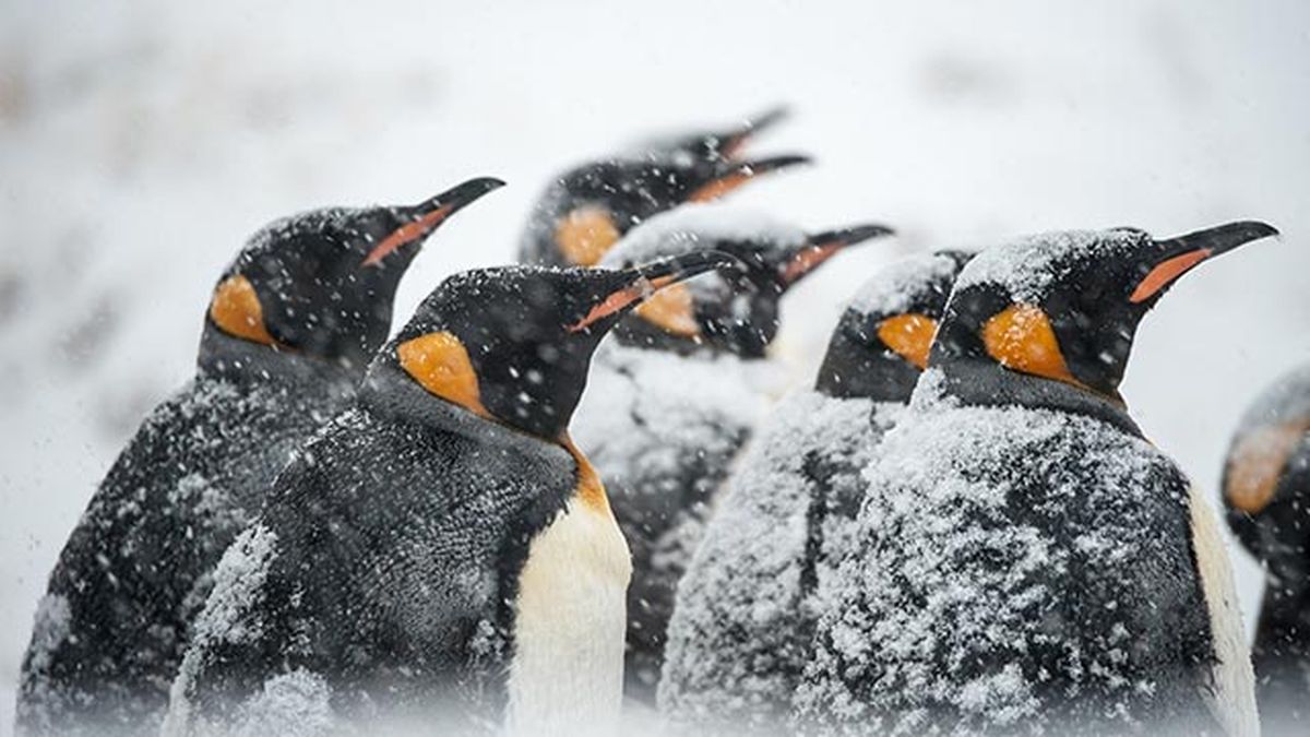 aspectos curiosos pinguinos 11