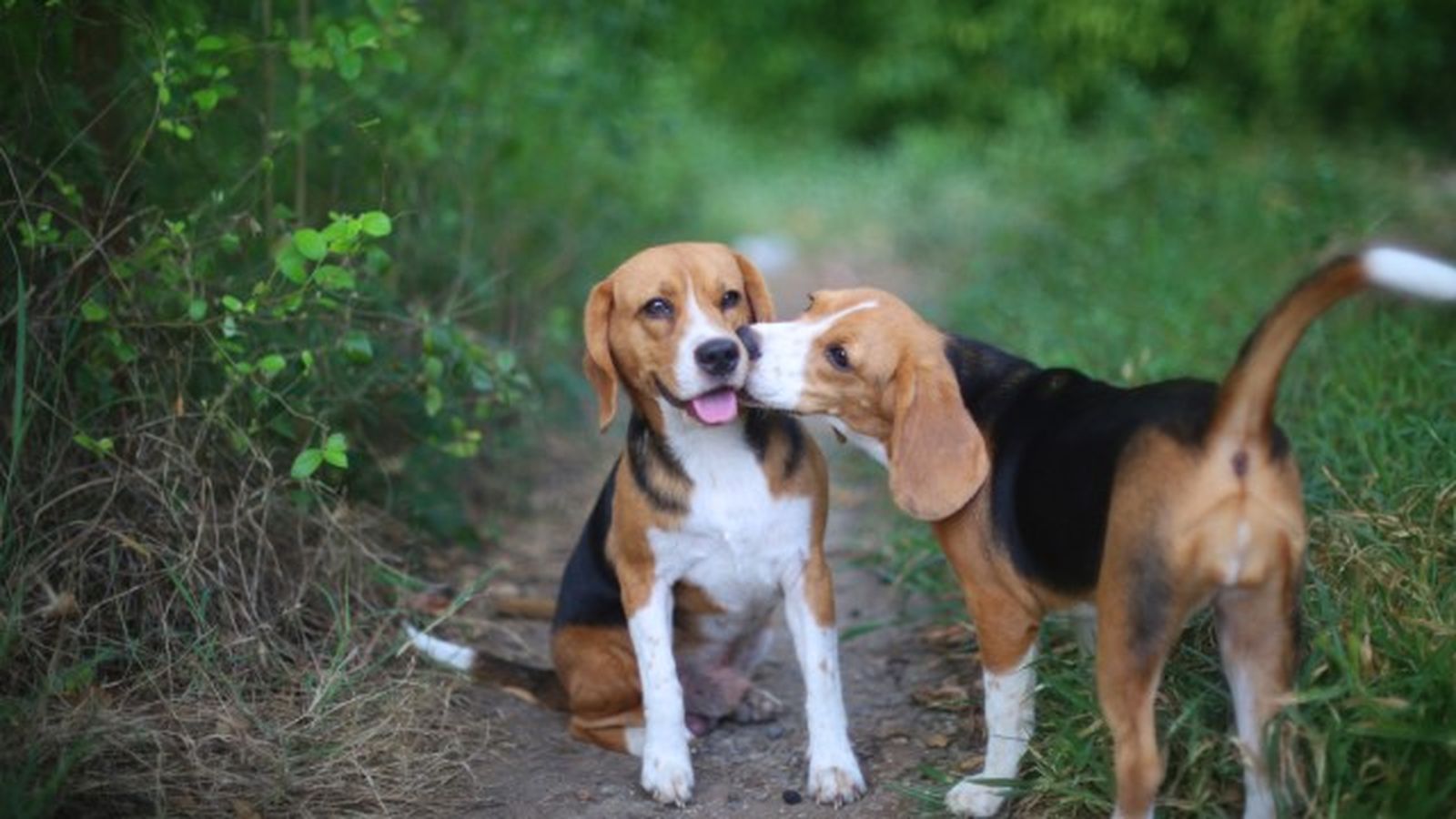 beagle 7 beagle 7