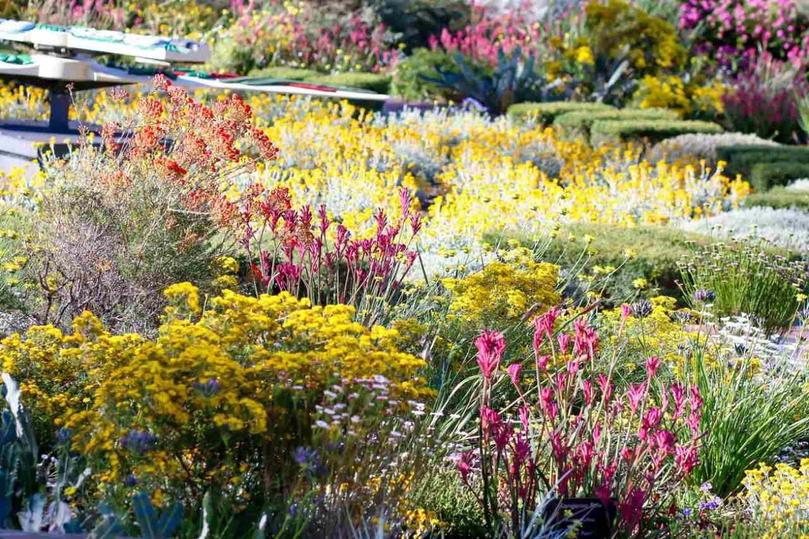 Las plantas autóctonas son más que simples elementos del paisaje.