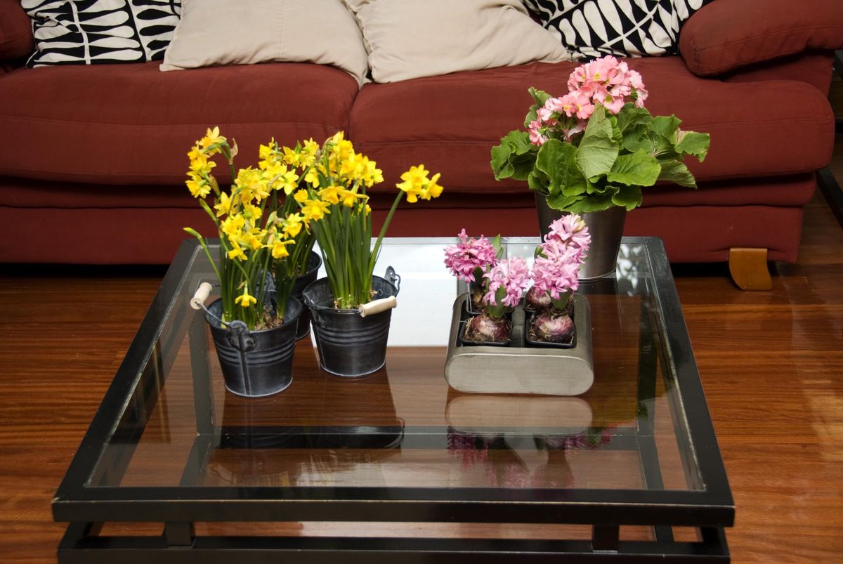 deco 076 plantas pequenas centros mesa narcisos jacintos