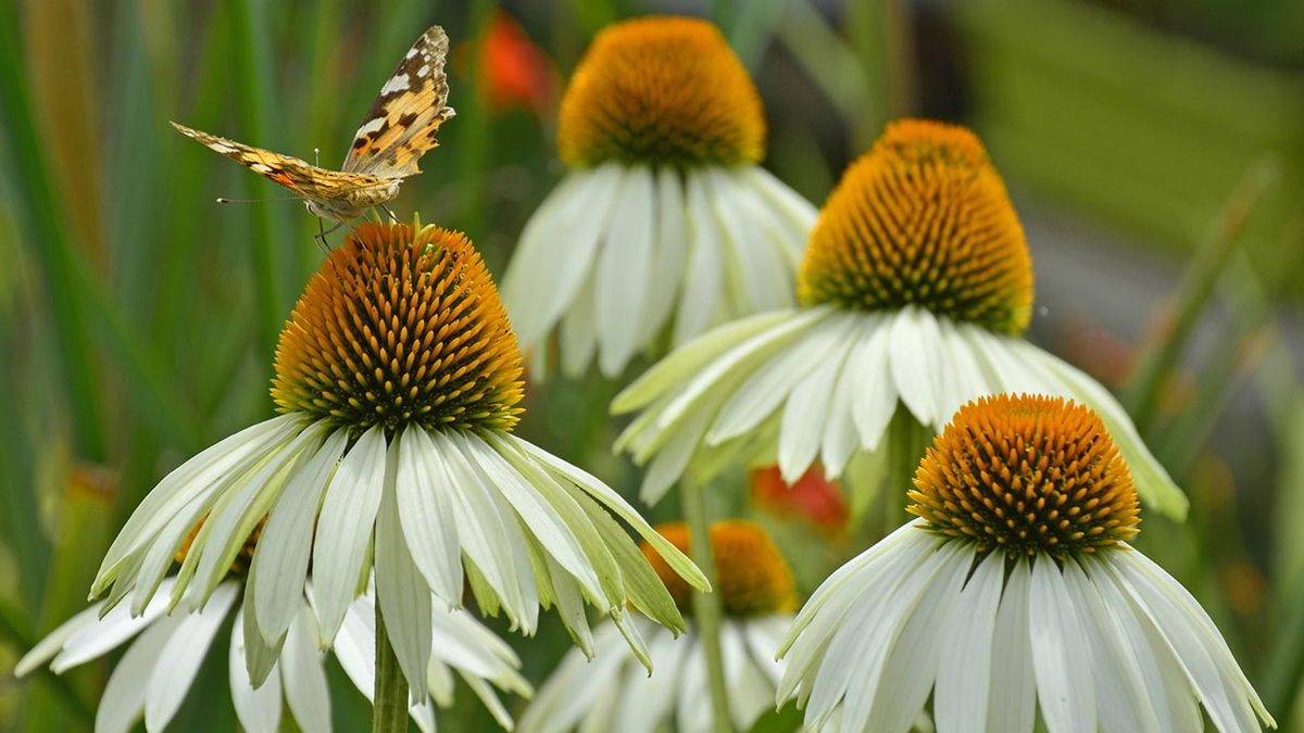planta echinacea