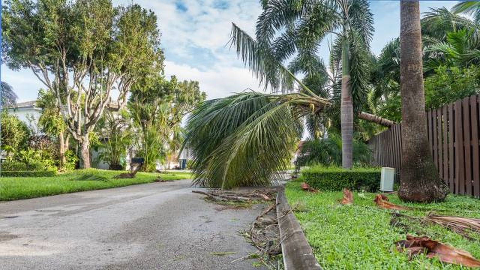 palmera caida en espana palmera caida en espana