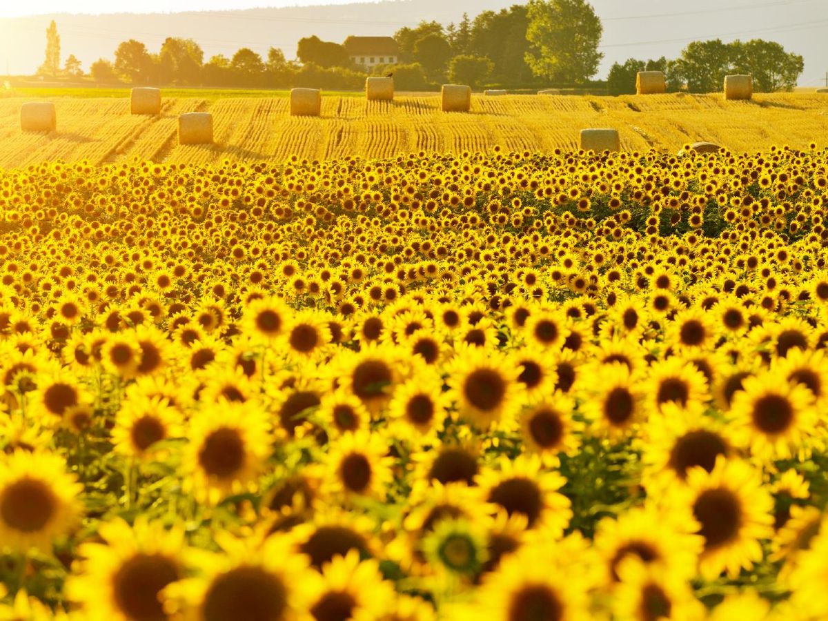 Los girasoles llenan las tierras de un color amarillo intenso.