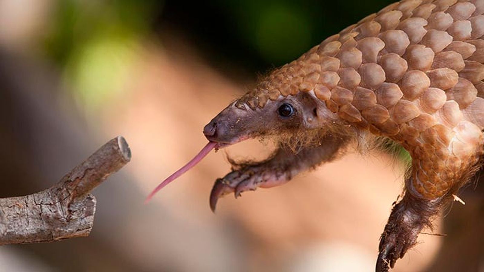 pangolin 2 pangolin 2