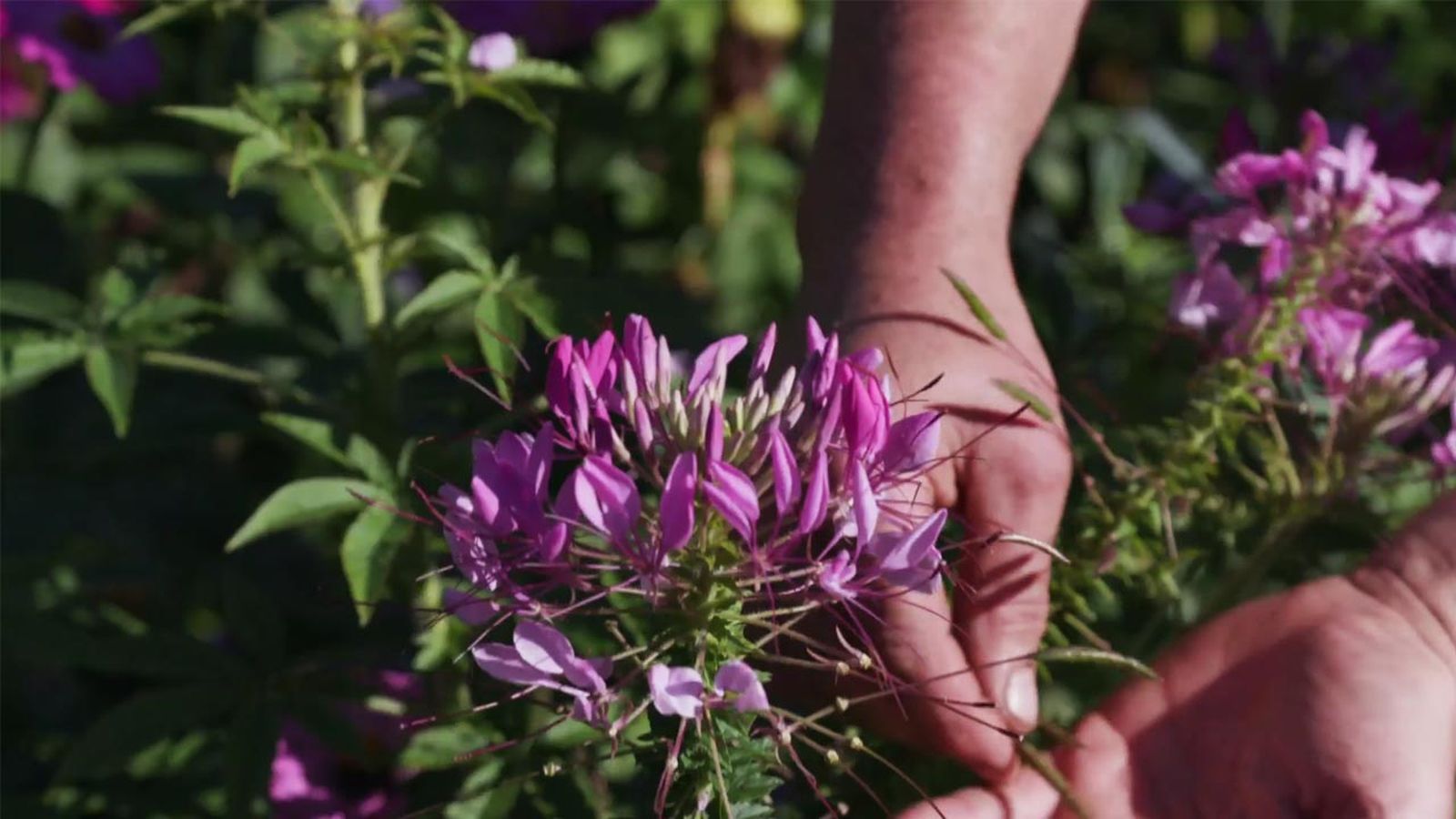 brico 1005 jardin cosecha semillas otono cleome brico 1005 jardin cosecha semillas otono cleome