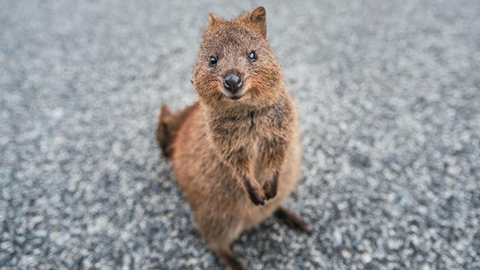 quokka 2 quokka 2