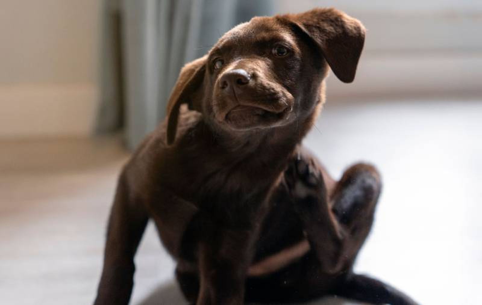 Revisa la piel de tu amigo de cuatro patas para detectar signos de picaduras. Revisa la piel de tu amigo de cuatro patas para detectar signos de picaduras.