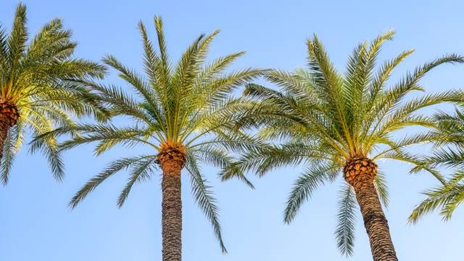 que es una palmera que es una palmera