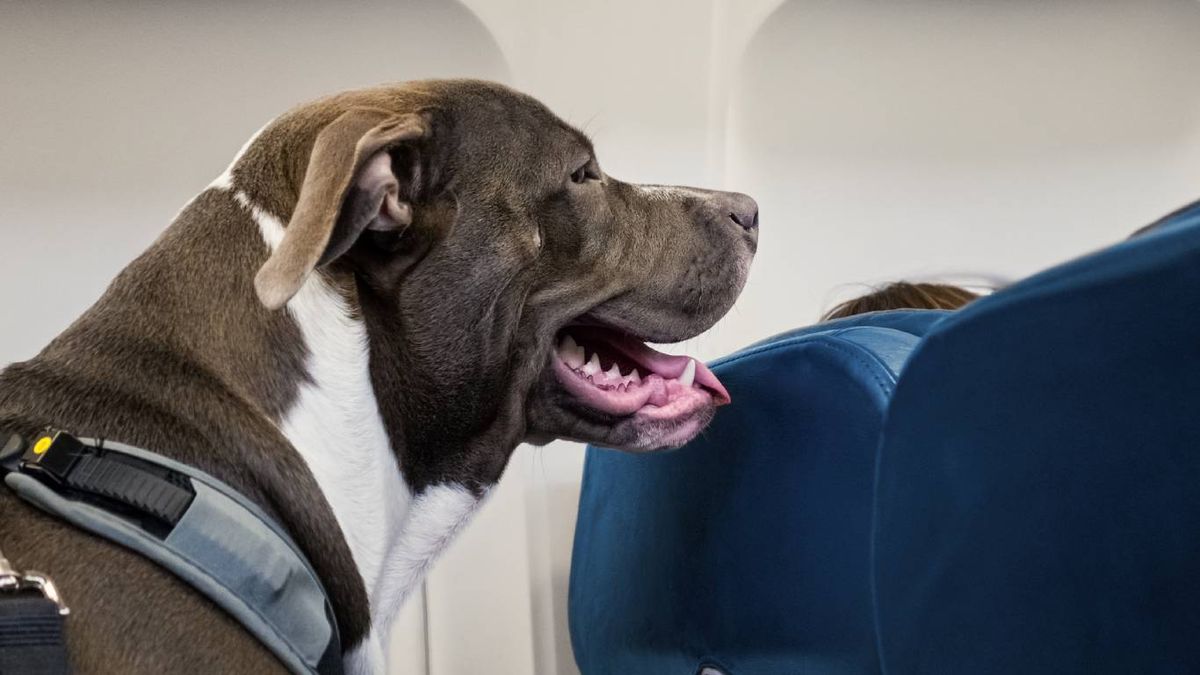 ¿Cómo preparar el vuelo con un animal de servicio?