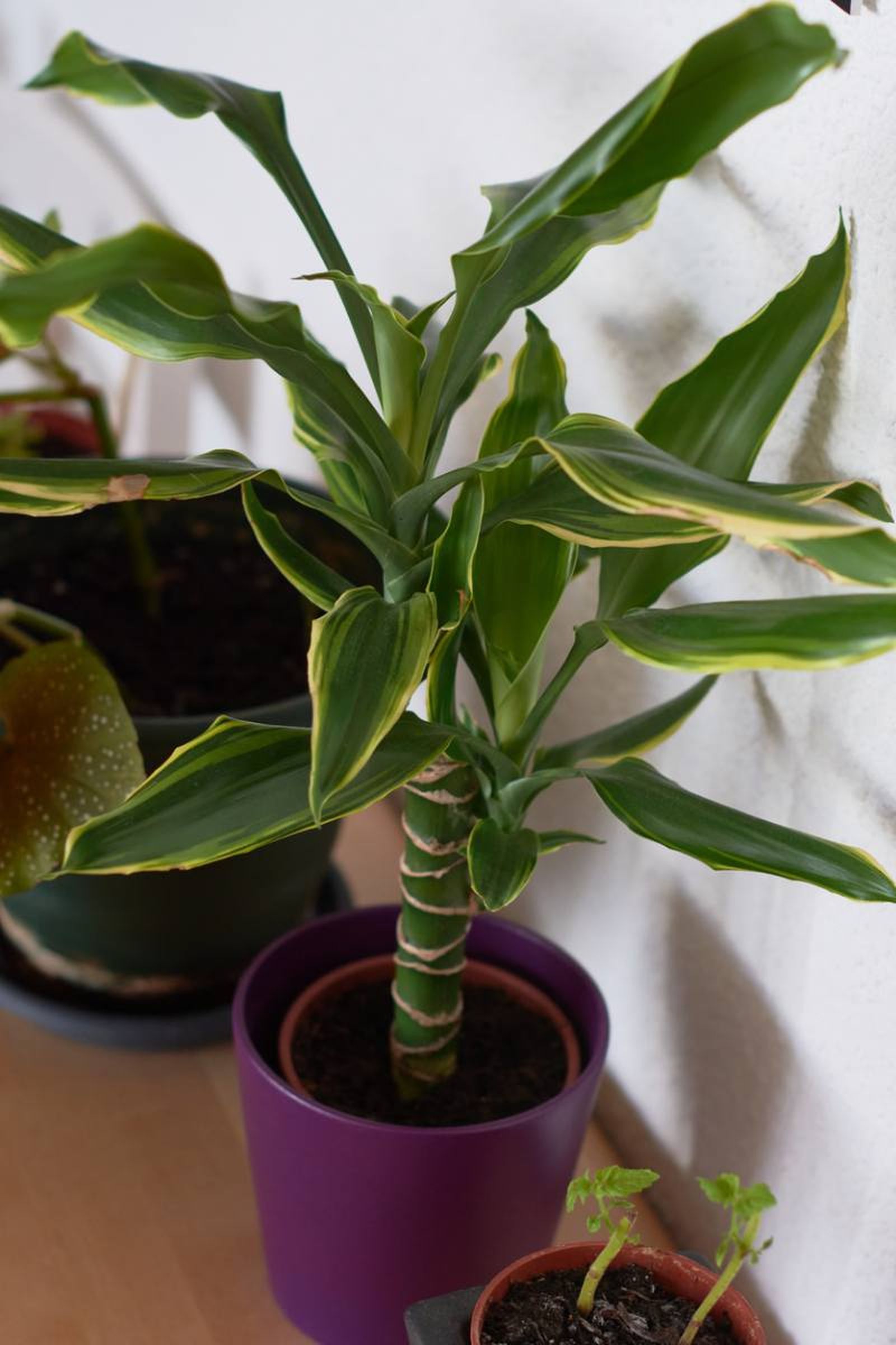 Dracaena fragans o tronco de Brasil Dracaena fragans o tronco de Brasil