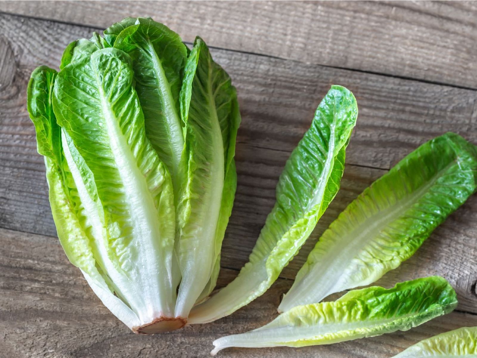 Lechuga romana Lechuga romana