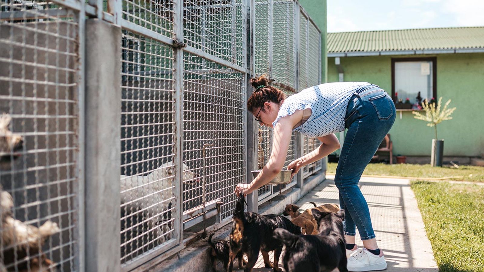 cosas donar refugio animales 4 cosas donar refugio animales 4