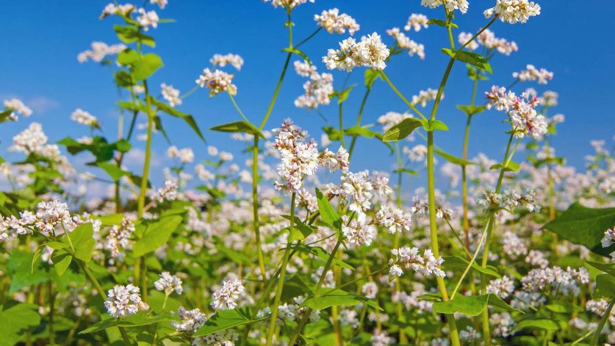 Plantas que mejoran la calidad del suelo: Alforfón