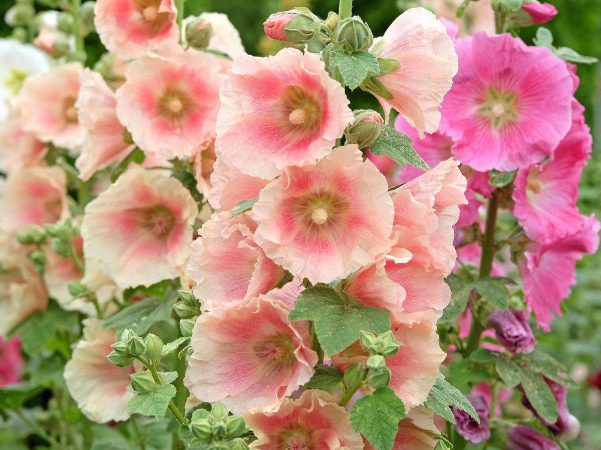 Malva real, variedad 'Peaches 'n Dreams'.