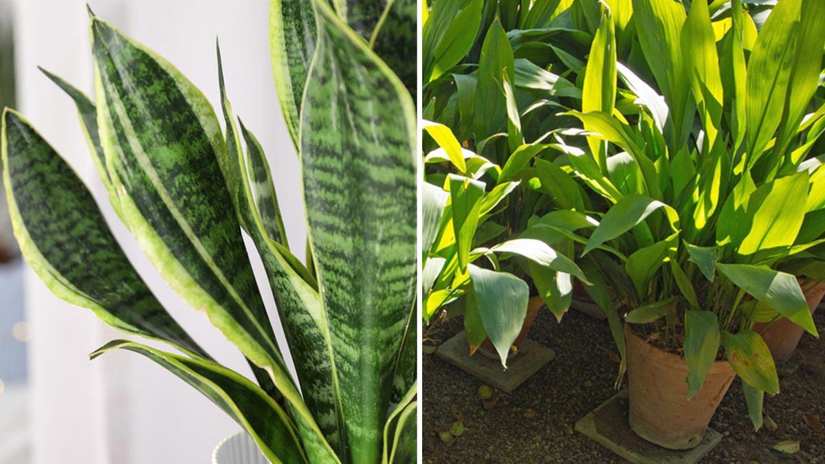 plantas para ninos sansevieria aspidistra