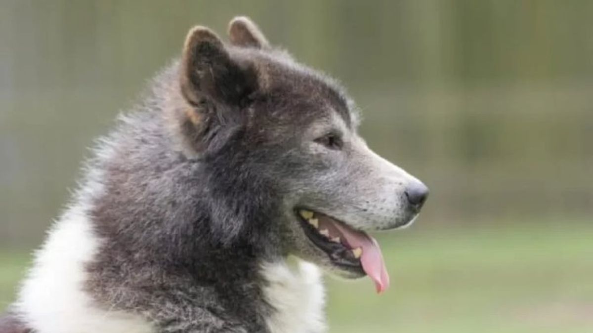 perros que parecen lobos perro esquimal canadiense 1024x683