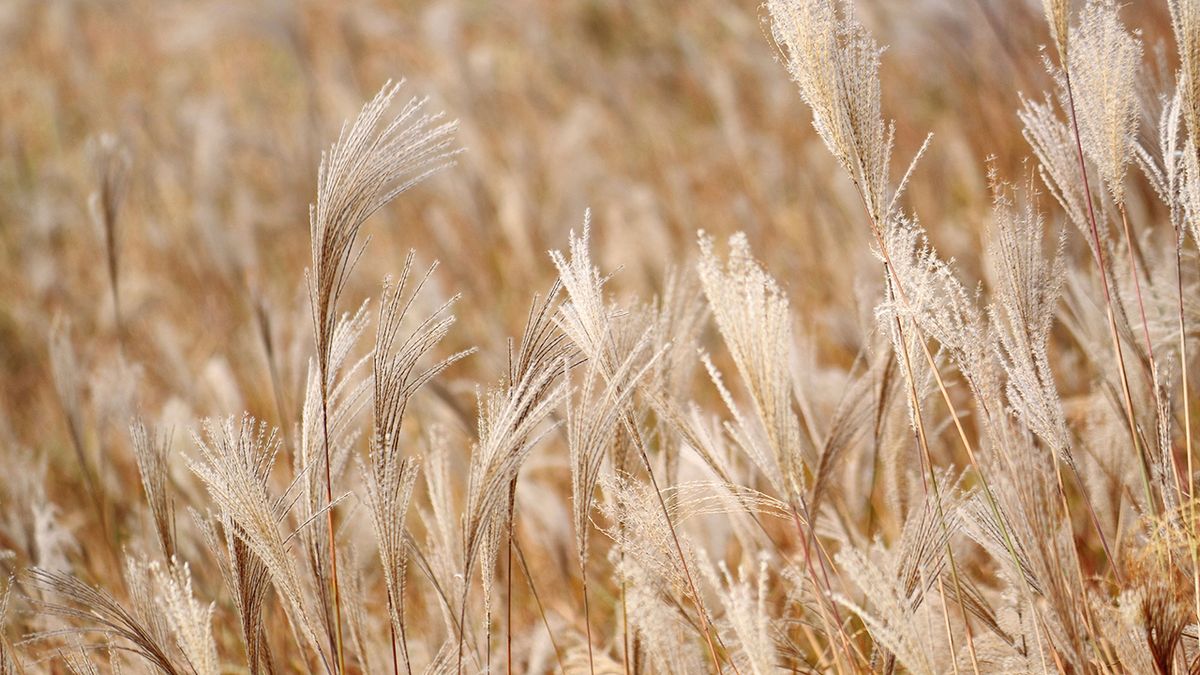 Miscanthus