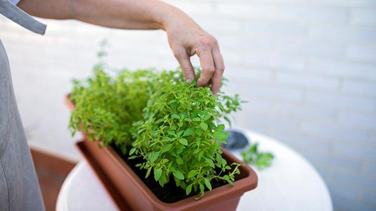 como tener plantas aromaticas en casa para cocinar