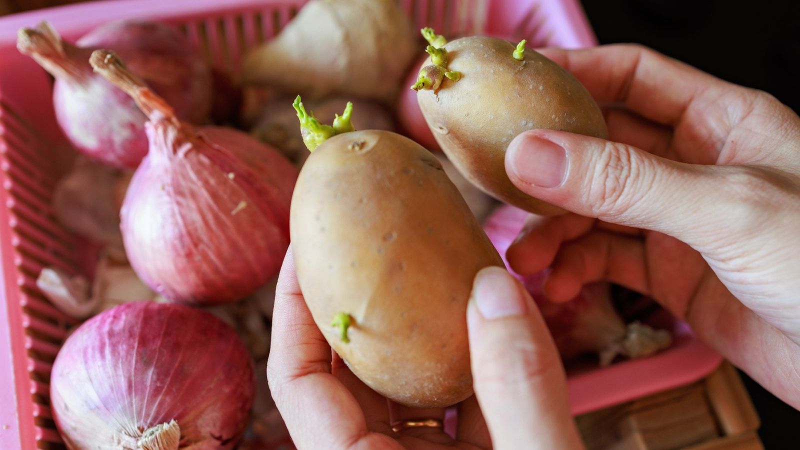 Las patatas con pequeños brotes todavía pueden aprovecharse en algunos casos