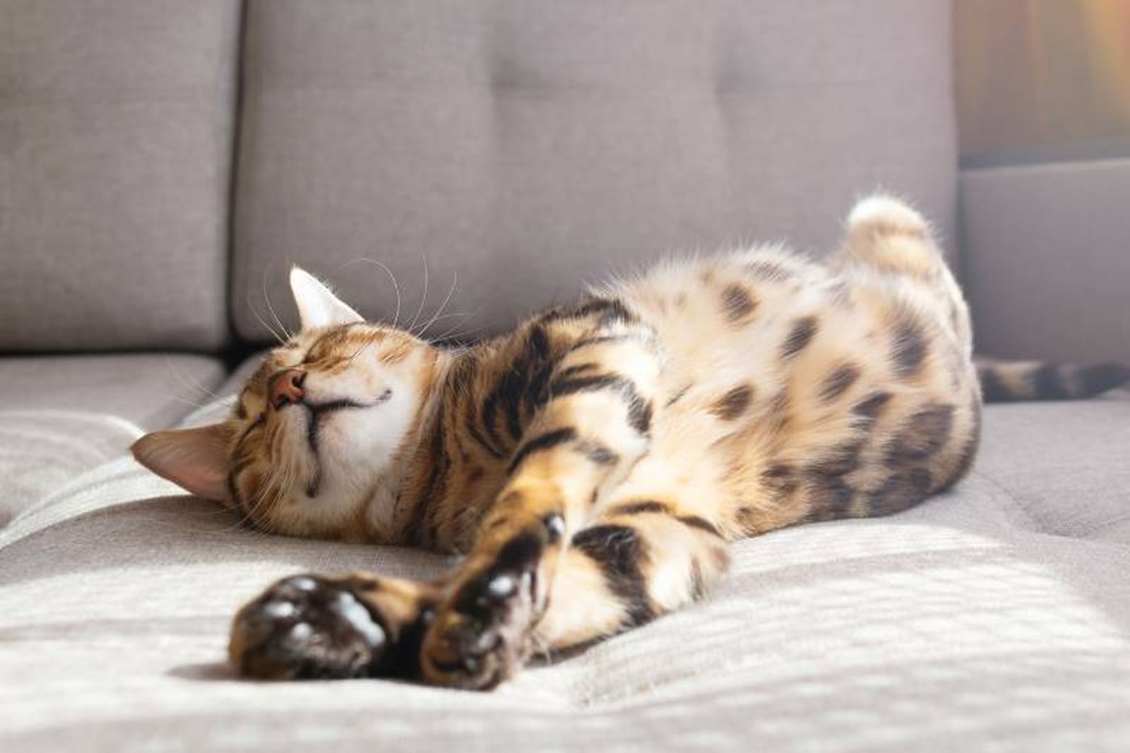 Permite a nuestros gatos expresar sus instintos naturales en un entorno doméstico. Permite a nuestros gatos expresar sus instintos naturales en un entorno doméstico.