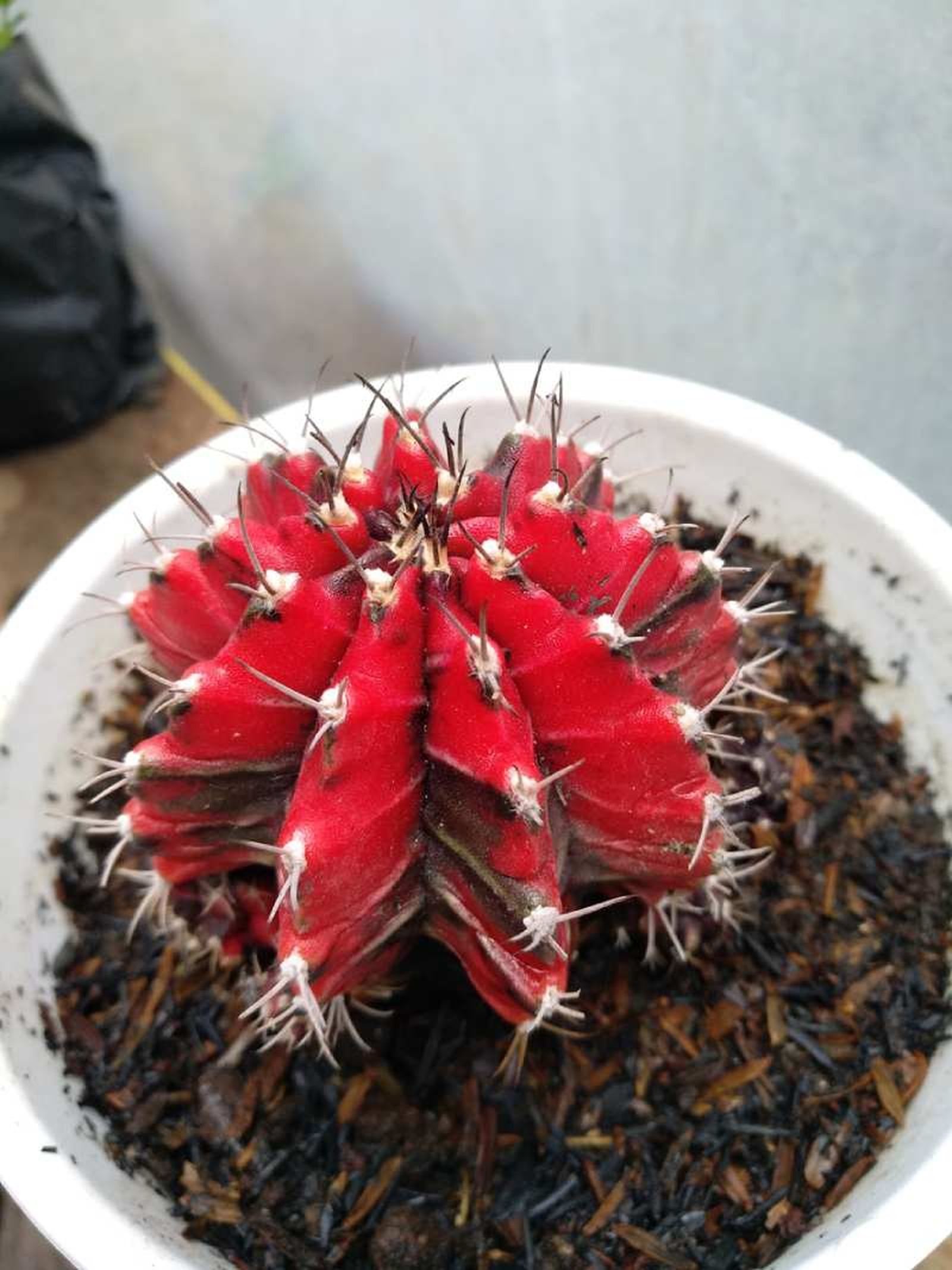 Gymnocalycium mihanovichii Gymnocalycium mihanovichii