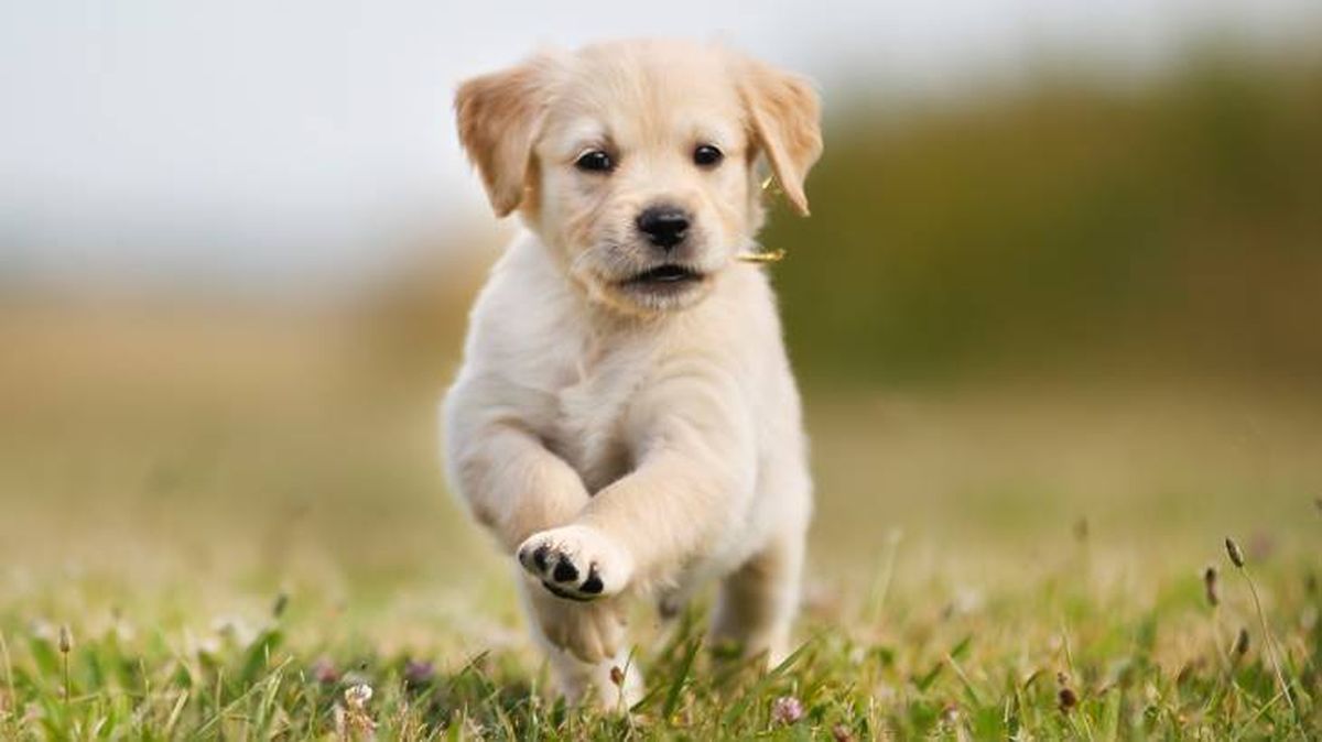 El primer paseo de un cachorro es inolvidable