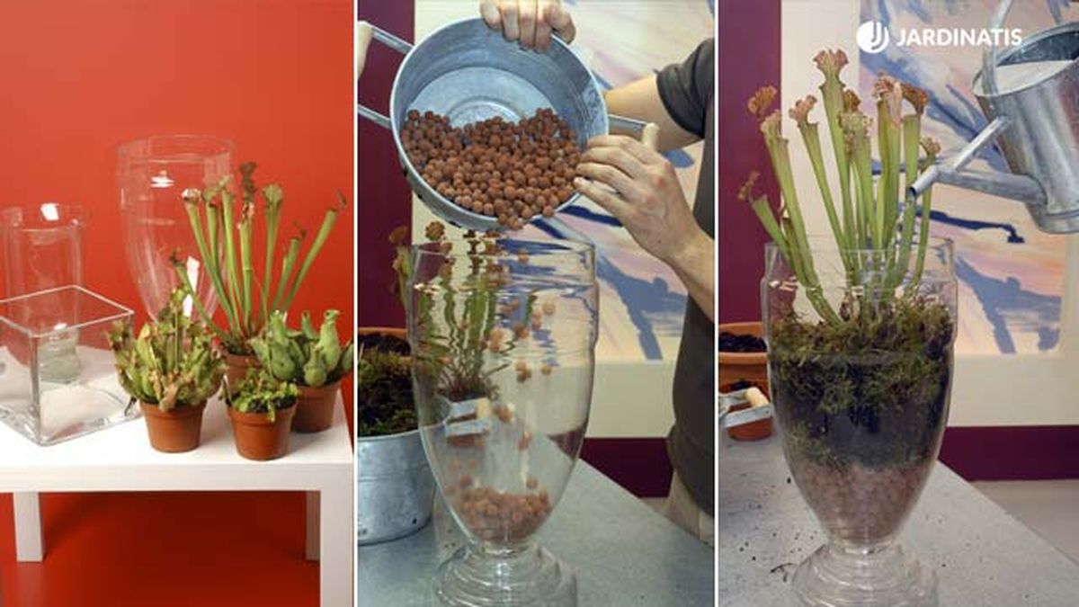 composicion plantas carnivoras en jarrones