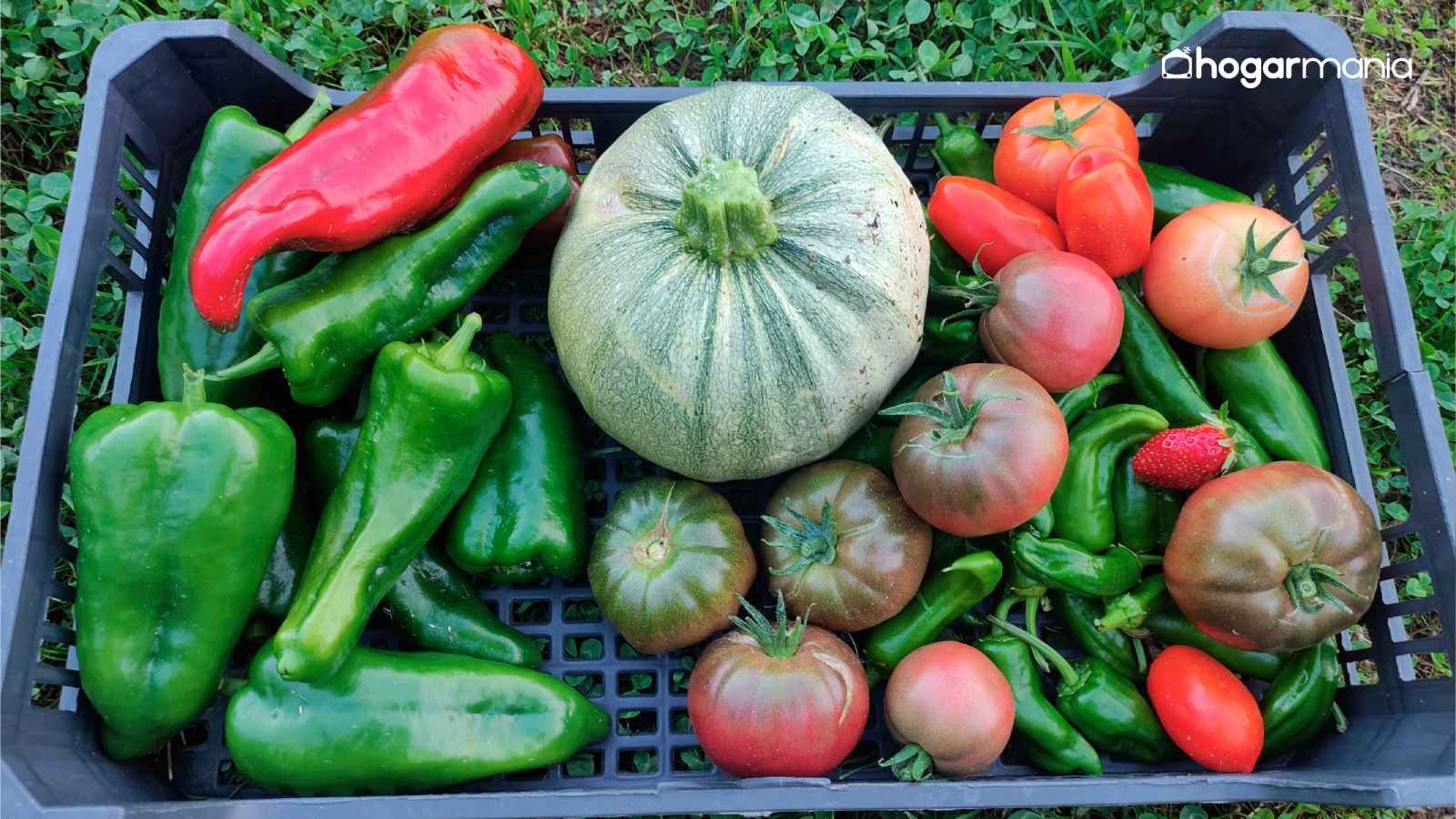 Qué plantar en mayo en tu huerto